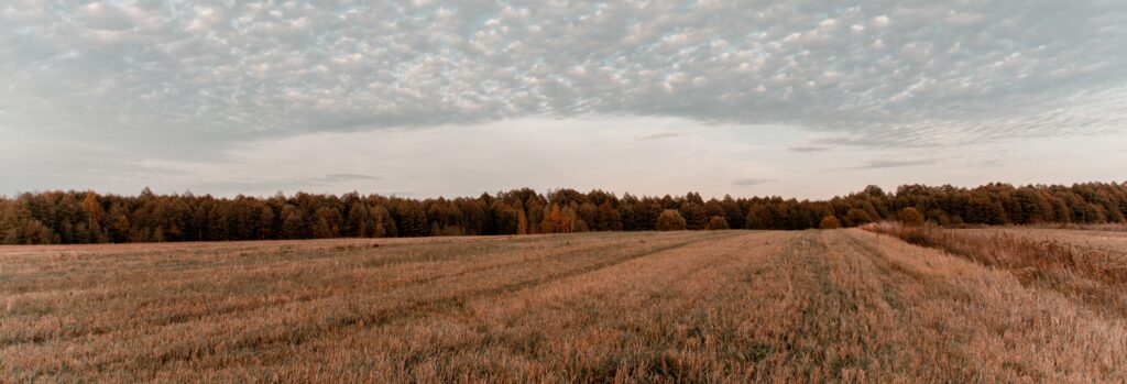 Farm crop with trees in the distance