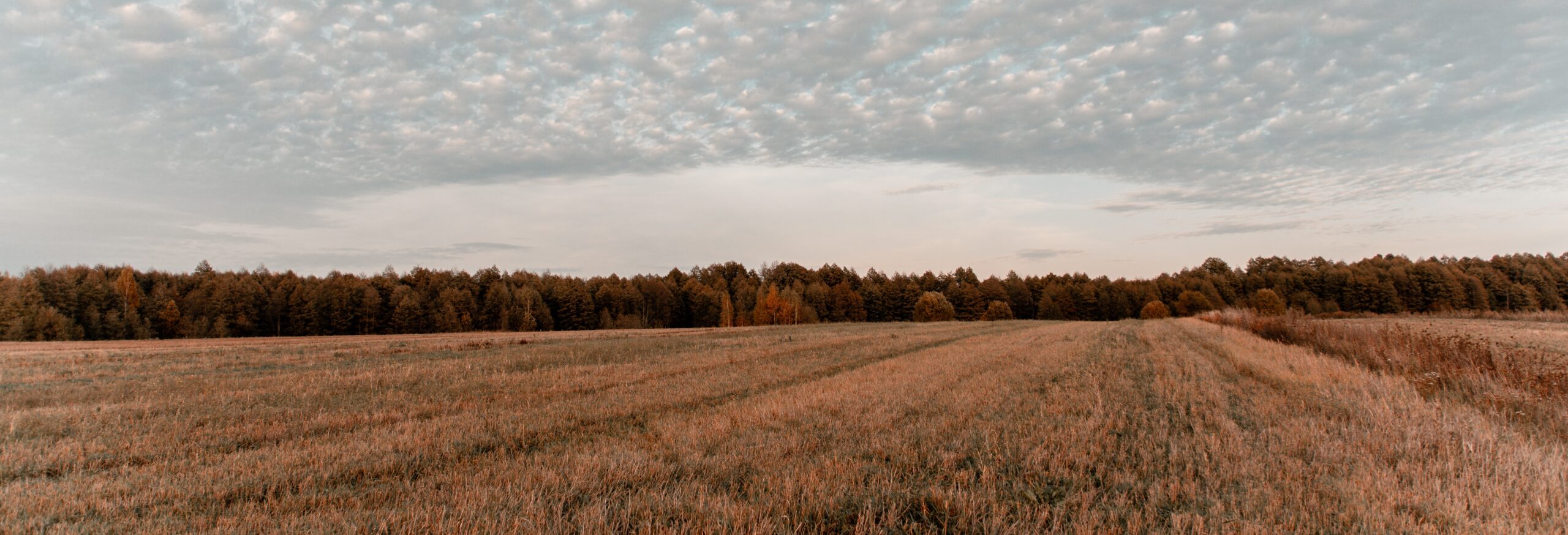 Farm crop with trees in the distance