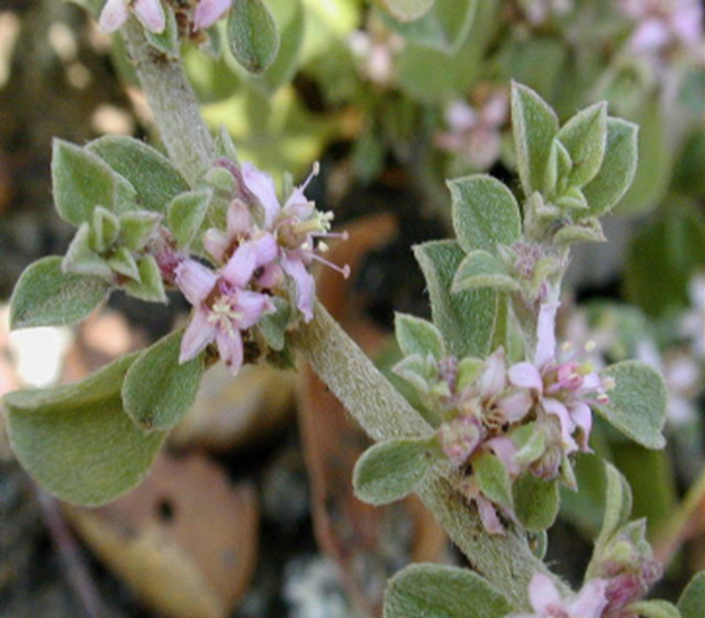 Type of weed